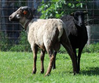 /album/fotogalerie-shetlandske-ovce/farma-lysa-n-l-foto-grocholova-0459-jpg1/